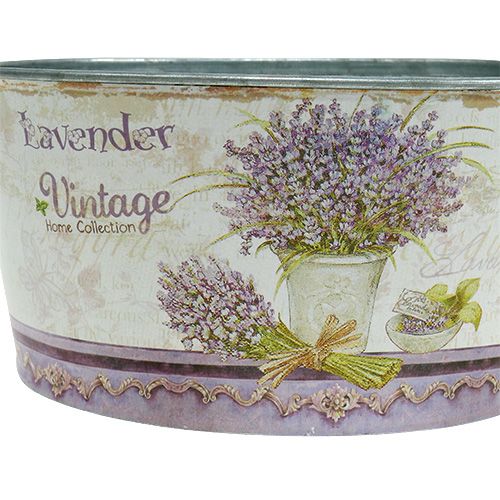 Floristik24 Plato de siembra de 3 juegos de lavanda redonda Ø17-23cm