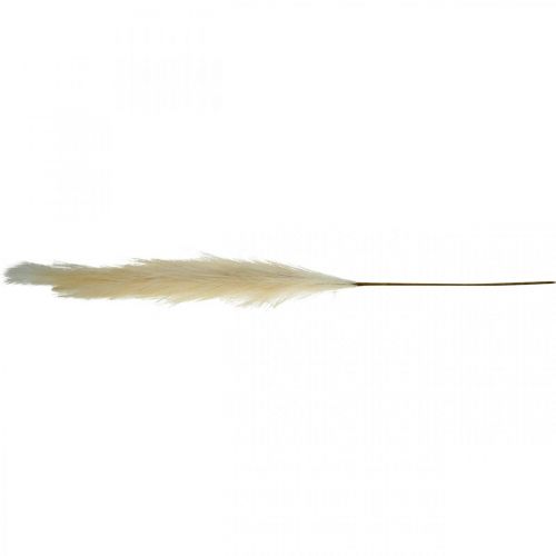 Floristik24 Pluma hierba crema caña china hierba seca artificial 100 cm 3 piezas