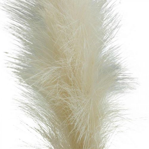 Floristik24 Pluma hierba crema caña china hierba seca artificial 100 cm 3 piezas