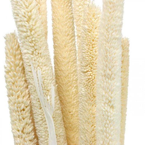 Floristik24 Reed deco caña hierba seca blanqueada H60cm manojo