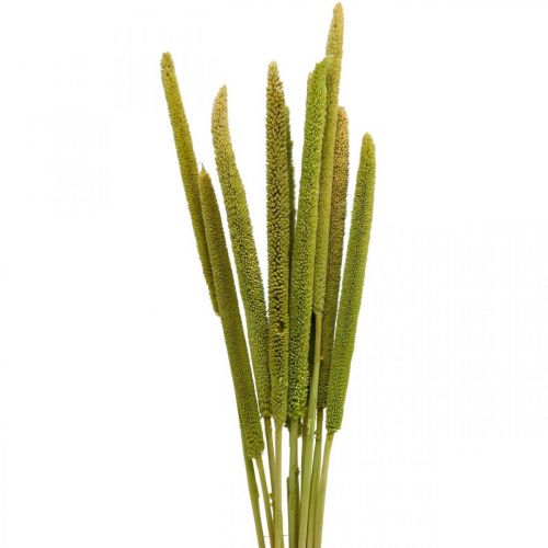 Floristik24 Mazorca de caña deco hierba de caña verde seca H60cm manojo