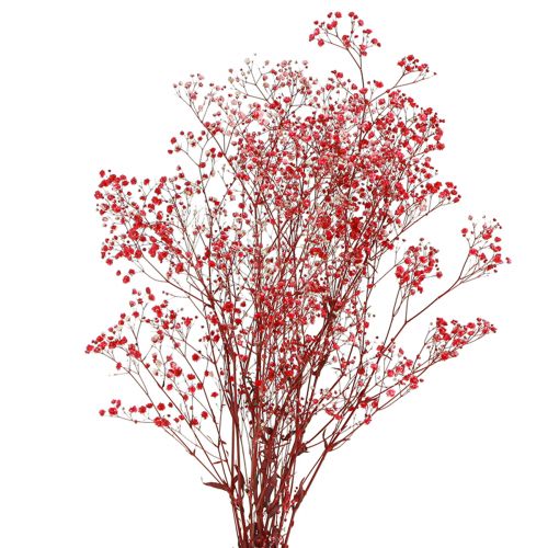 Floristik24 Gypsophila Gypsophila Flores Secas Rojas 50cm 55g