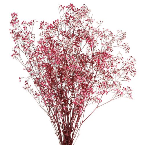 Artículo Gypsophila hierba de yeso paniculada en baya L50cm 55g