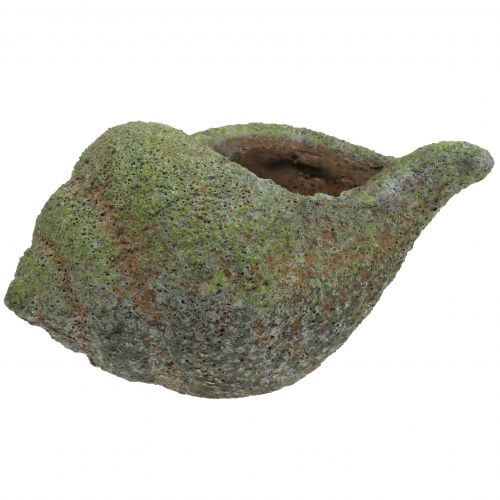 Mejillón para plantar con musgo 25 cm