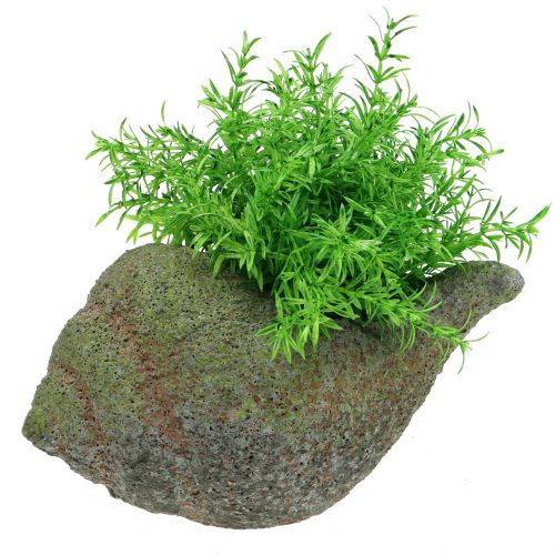 Floristik24 Mejillón para plantar con musgo 25 cm