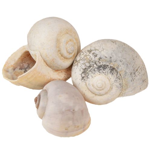 Floristik24 Caracol decoración conchas de caracol caracol terrestre natural vacío 500g