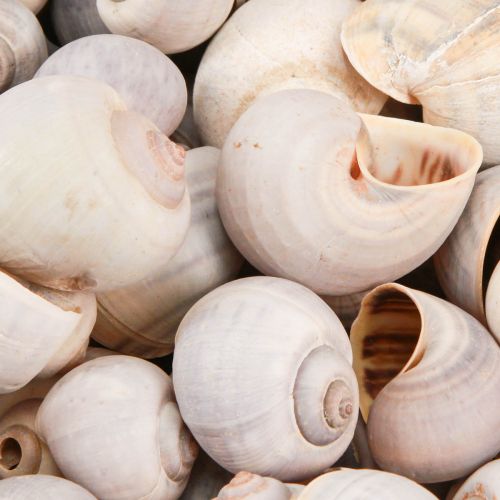 Floristik24 Caracol decoración conchas de caracol caracol terrestre natural vacío 500g