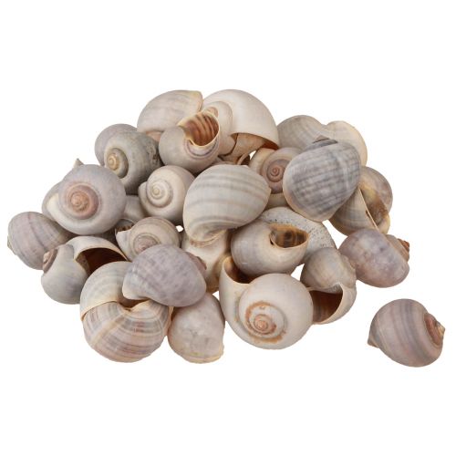Floristik24 Caracol decoración conchas de caracol caracol terrestre natural vacío 500g