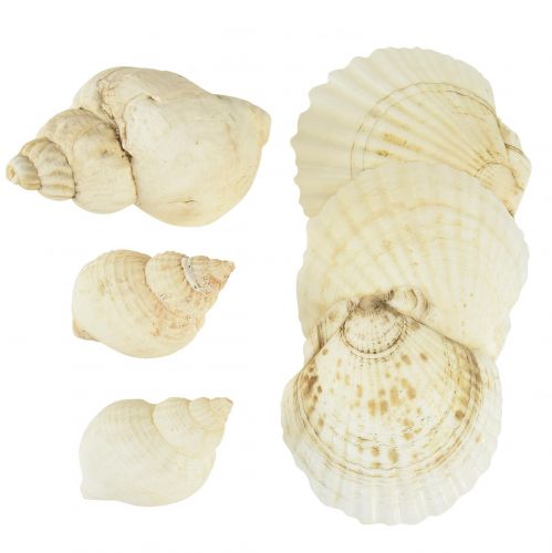 Floristik24 Decoración de concha de caracol decoración de mesa marítima blanca natural 350g