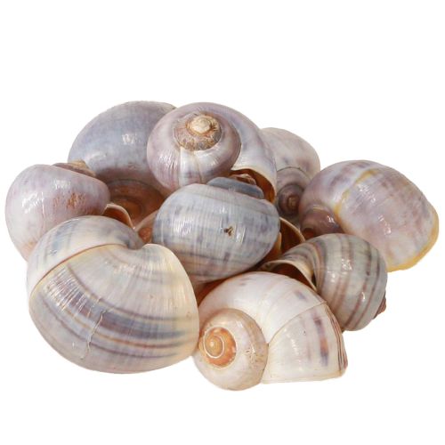 Artículo Caracoles naturaleza 1kg