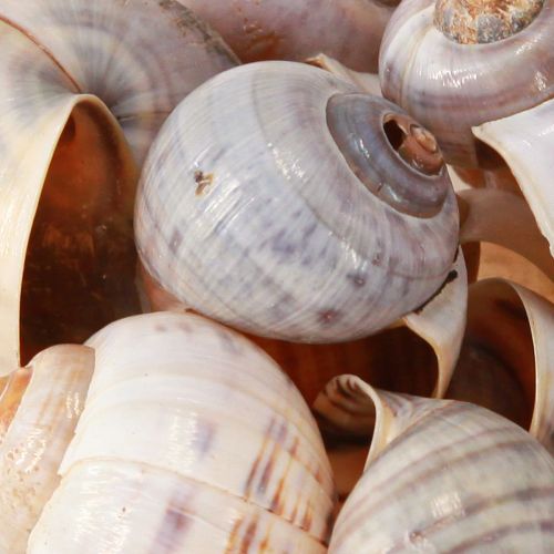 Artículo Caracoles naturaleza 1kg