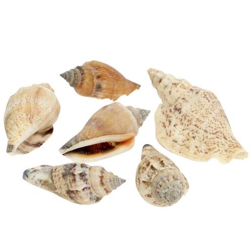 Floristik24 Caracoles naturaleza 815g