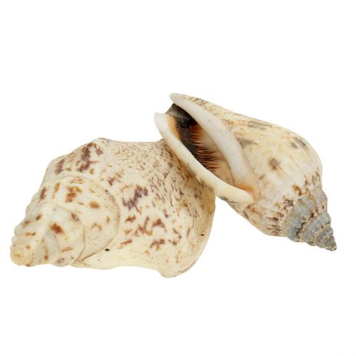 Floristik24 Caracoles naturaleza 815g