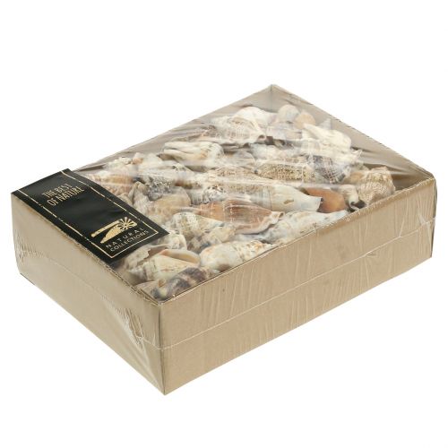 Floristik24 Caracoles naturaleza 815g
