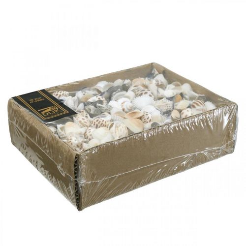 Floristik24 Mejillón Mix Mini, Caracoles De Mar, Mejillones Naturales L1–4cm 1000g