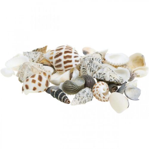 Floristik24 Mejillón Mix Mini, Caracoles De Mar, Mejillones Naturales L1–4cm 1000g