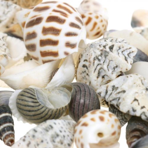 Floristik24 Mejillón Mix Mini, Caracoles De Mar, Mejillones Naturales L1–4cm 1000g