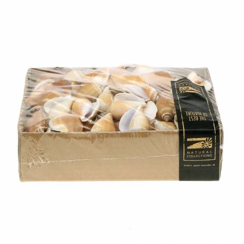 Floristik24 Conchas de caracol Strombus canarium nature 1050g