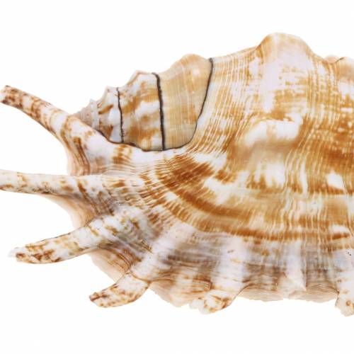Floristik24 Caracol de mar caracol milpiés natural 11-15cm 10 piezas