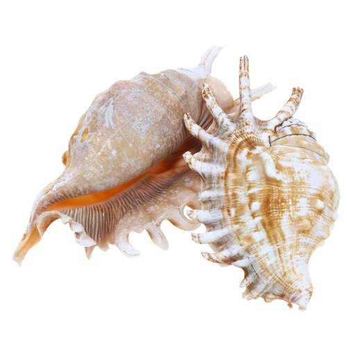 Floristik24 Caracol de mar caracol milpiés natural 11-15cm 10 piezas