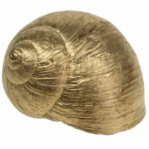 Floristik24 Concha de caracol Dorada 24 St decoración natural