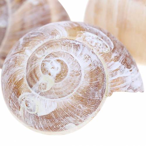 Floristik24 Concha de caracol blanqueada pequeña 250g