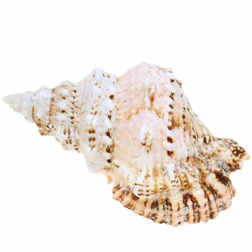 Caracol de mar rana gigante caracol naturaleza 18-20cm