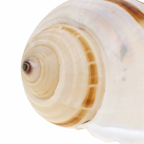 Floristik24 Caracol de mar caracol de barril natural 10-12cm 4 piezas