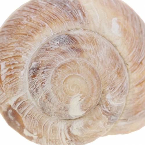 Floristik24 Concha de caracol blanqueada 24 piezas