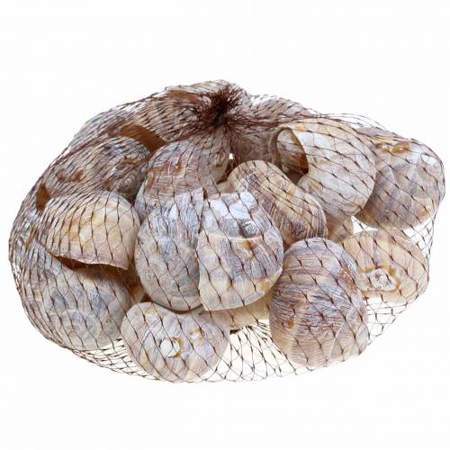 Floristik24 Concha de caracol blanqueada 24 piezas