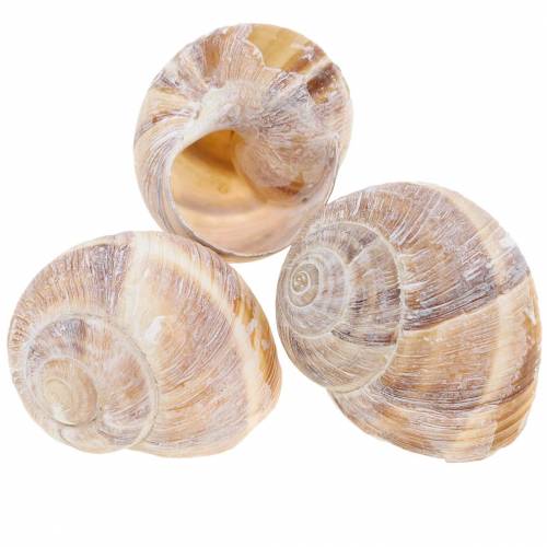 Floristik24 Concha de caracol blanqueada 24 piezas