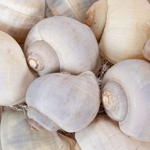 Artículo Corona de caracoles para colgar, corona decorativa, estilo marítimo, Nathai, Ø35cm