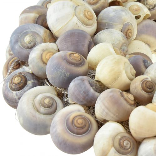 Floristik24 Corona de caracol para colgar corona decorativa marítima Nathai Ø35cm