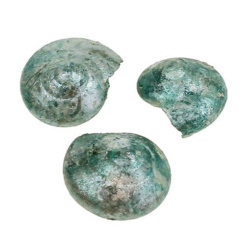 Floristik24 Concha de caracol azul-verde 500g