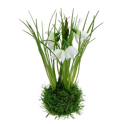 Floristik24 Campanilla de invierno con bola de hierba 24cm
