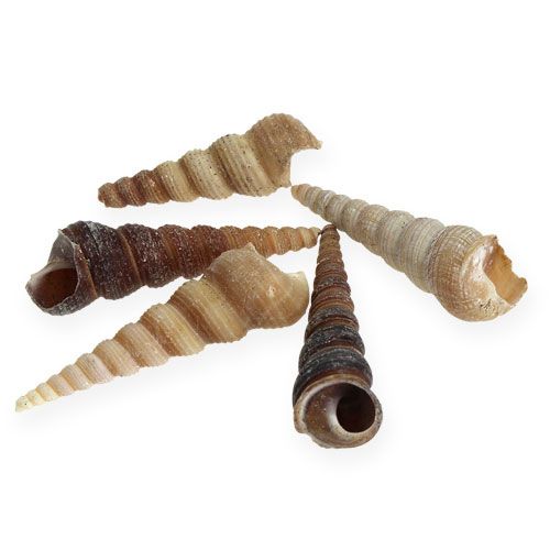 Floristik24 Terebra Turitella 1 kg_es