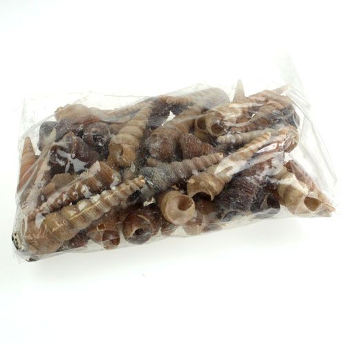 Floristik24 Terebra Turitella 1 kg_es