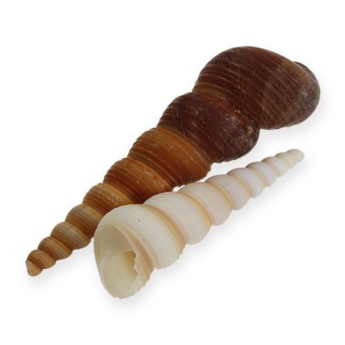 Floristik24 Caracol torre Turritella terebra 1kg