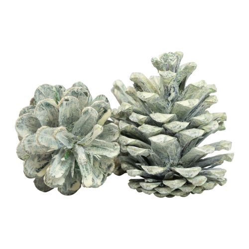 Artículo Piñas de pino negro decoración natural esmerilada verde 5–7cm 1kg
