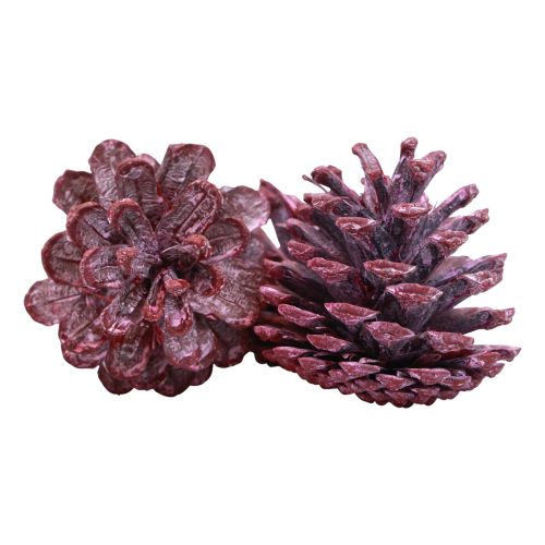 Artículo Piñas de pino negro decoración natural roja esmerilada 5–7cm 1kg