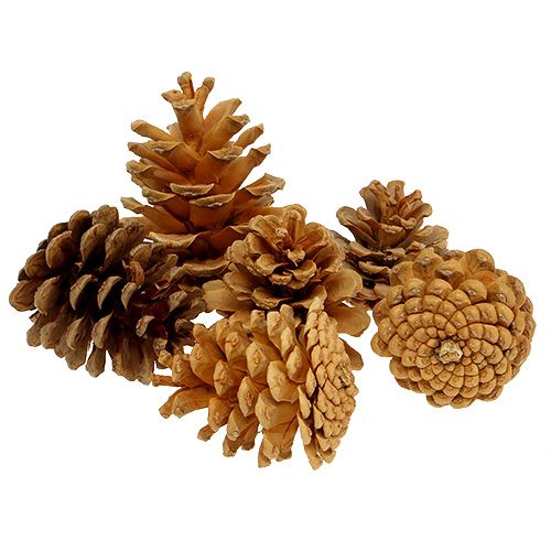 Artículo Piñas decorativas de pino negro crema 5-8cm 1kg