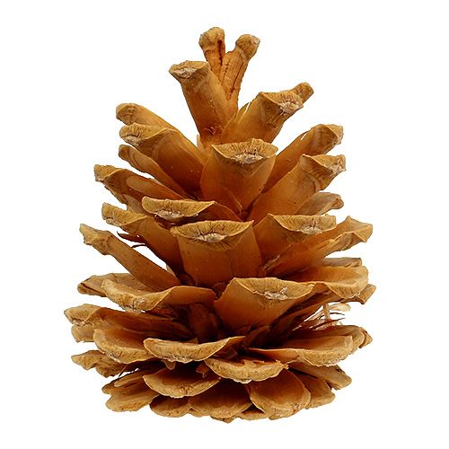 Artículo Piñas decorativas de pino negro crema 5-8cm 1kg