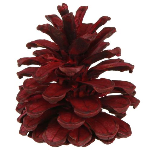 Artículo Piñas de pino negro conos decorativos burdeos rojo 6-8cm 6uds