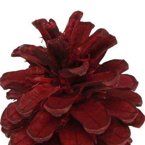 Artículo Piñas de pino negro conos decorativos burdeos rojo 6-8cm 6uds