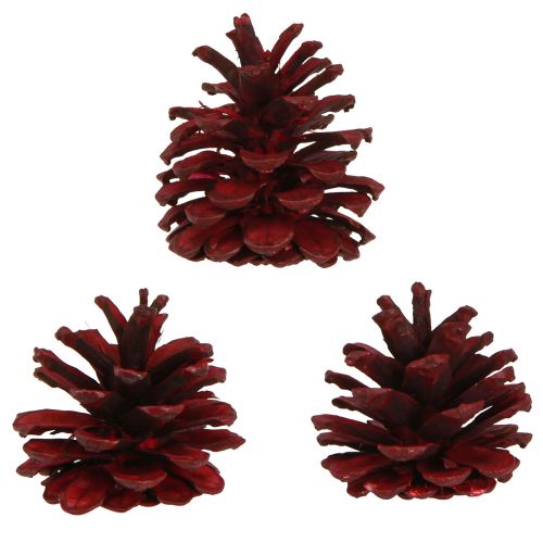 Artículo Piñas de pino negro conos decorativos burdeos rojo 6-8cm 6uds