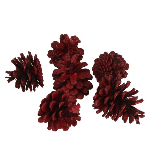 Artículo Piñas de pino negro conos decorativos burdeos rojo 6-8cm 6uds
