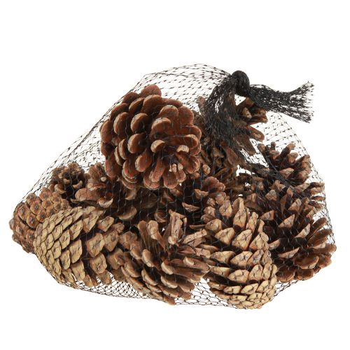 Artículo Piñas de pino negro piñas decorativas naturales 5-8cm 250g