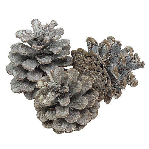 Piñas de pino negro 5-9cm Blanqueadas 1kg