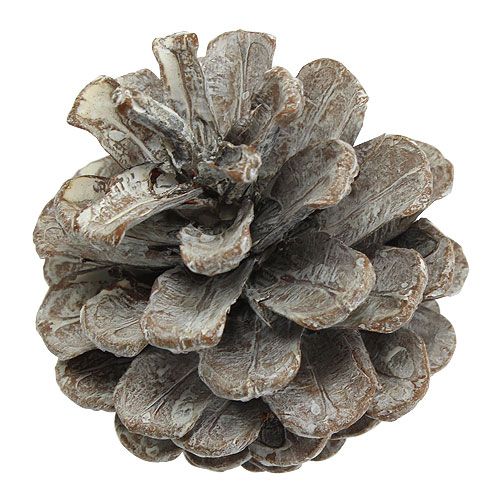 Artículo Piñas de pino negro 5-9cm Blanqueadas 1kg