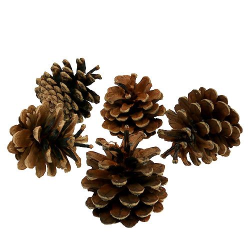 Piñas de pino negro naturaleza 5kg